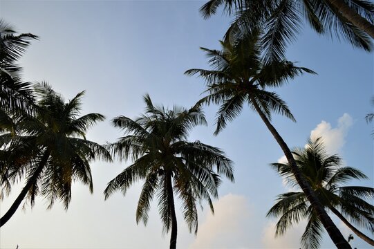 Coconut Palm trees silhouette, beautiful sunset background.