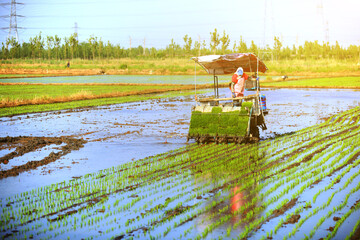 Fototapeta premium Farmers planting rice in field by using rice planting machine.