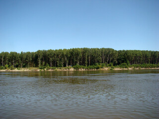 The forests on the Danube river