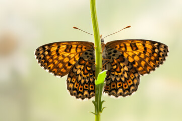 beautiful and elegant butterfly Melitaea on the blade awaits dawn early in the morning  stretched wings
