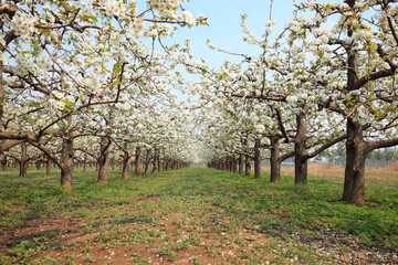 Pear trees blossom in spring