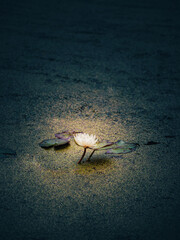 White water Lily on a dark natural background