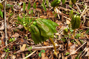 An umbrella-like plant