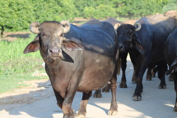water buffalo black buffalo a domesticated dairy animal in group
