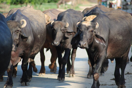 water buffalo black buffalo a domesticated dairy animal in group