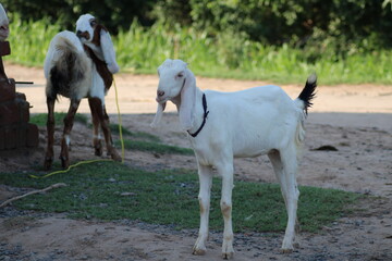Obraz na płótnie Canvas two lovely goats standing in field