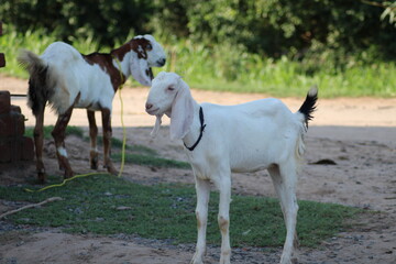 Obraz na płótnie Canvas two goats in animal farm