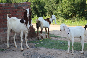 Obraz na płótnie Canvas group of goats