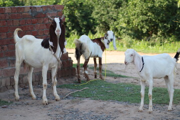 Obraz premium group of goats