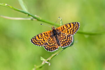 beautiful and elegant butterfly Melitaea on the blade awaits dawn early in the morning  stretched wings