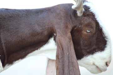 goat a domestic animal lovely close head view