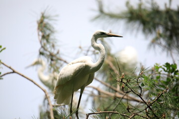 중대백로가 보이는 아름다운 풍경