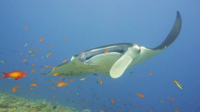 Manta rays floating over a cleaning station in maldives
