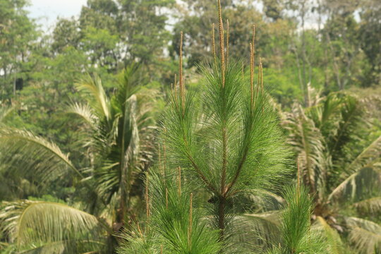 light green pine tree picture
