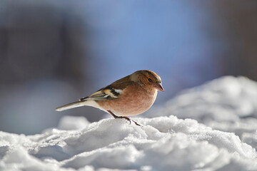 Singvogel im Schnee