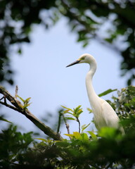 중대백로가 보이는 아름다운 풍경