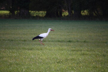 Weißstorch auf einer Wiese bei der Futtersuche, an der Buschstraße in Lippetal Büninghausen