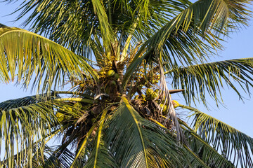 Palma y cocos