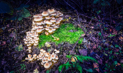 Enchanting and magical mushrooms in the dark forest.