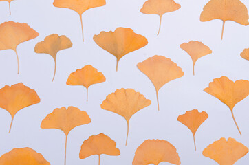 Ginkgo Biloba leaves herbarium