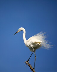 중대백로가 보이는 아름다운 풍경