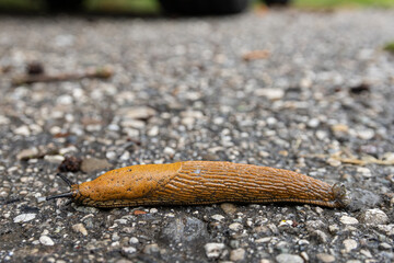Nacktschnecke