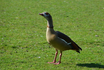 Nilgans
