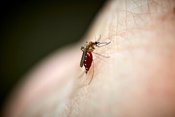 A mosquito sucking blood from a human hand. The mosquito's body is getting filled with blood, and you can see the human's skin.