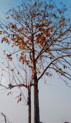 Obraz premium Landscape tree 