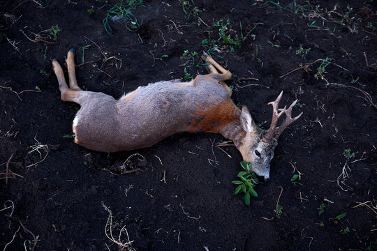 A deer shot dead by hunters in Romania. Laying on the ground with blood on its side and leafs in its mouth.