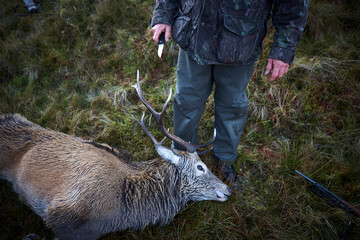 A hunter holding a knife in his hand preparing to skin a dead deer after he killed it on a hunting...