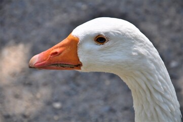 Close up of a white goose head with an orange beak against a grey background
