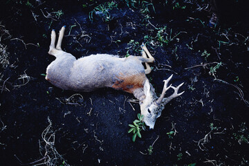 A deer shot dead by hunters in Romania. Laying on the ground with blood on its side and leafs in...