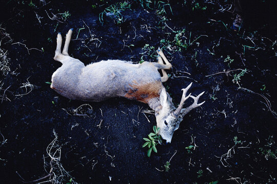 A deer shot dead by hunters in Romania. Laying on the ground with blood on its side and leafs in its mouth.