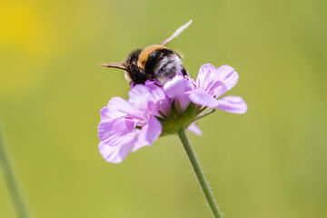 bee on a flower