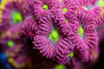 Beautiful favia lps coral in coral reef aquarium tank. Macro shot. Selective focus.