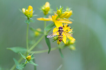 bee on yellow flower