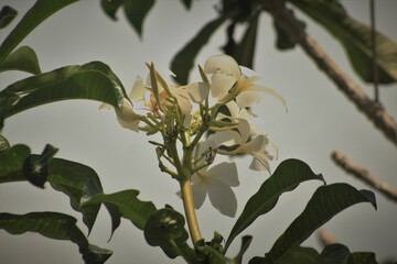 pretty plumeria flower with white color image