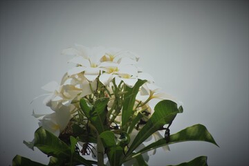 pretty plumeria flower with white color image