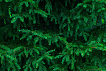 Background of Christmas tree branches.