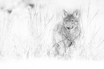 Gray wolf (Canis lupus) sketch