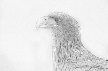 White tailed eagle (Haliaeetus albicilla) sketch