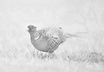Ringneck Pheasant (Phasianus colchicus) sketch