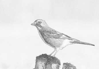 Eurasian Jay (Garrulus glandarius) sketch