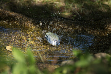 Blaumeise im Vogelbad