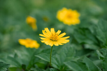 Fototapeta premium chrysanthemum