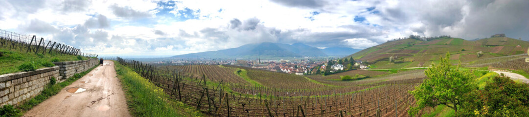 Fototapeta na wymiar Panorama sur la route des vins en Alsace ( France )