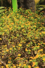 beautiful flower in the garden with yellow color.