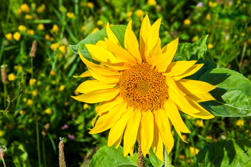 sunflower in the field. yellow flower on green background