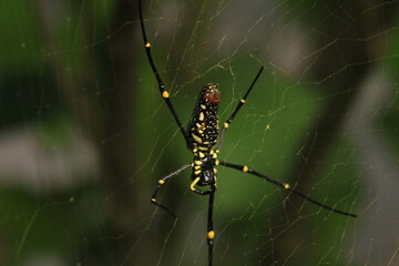Spider with pretty color close up picture